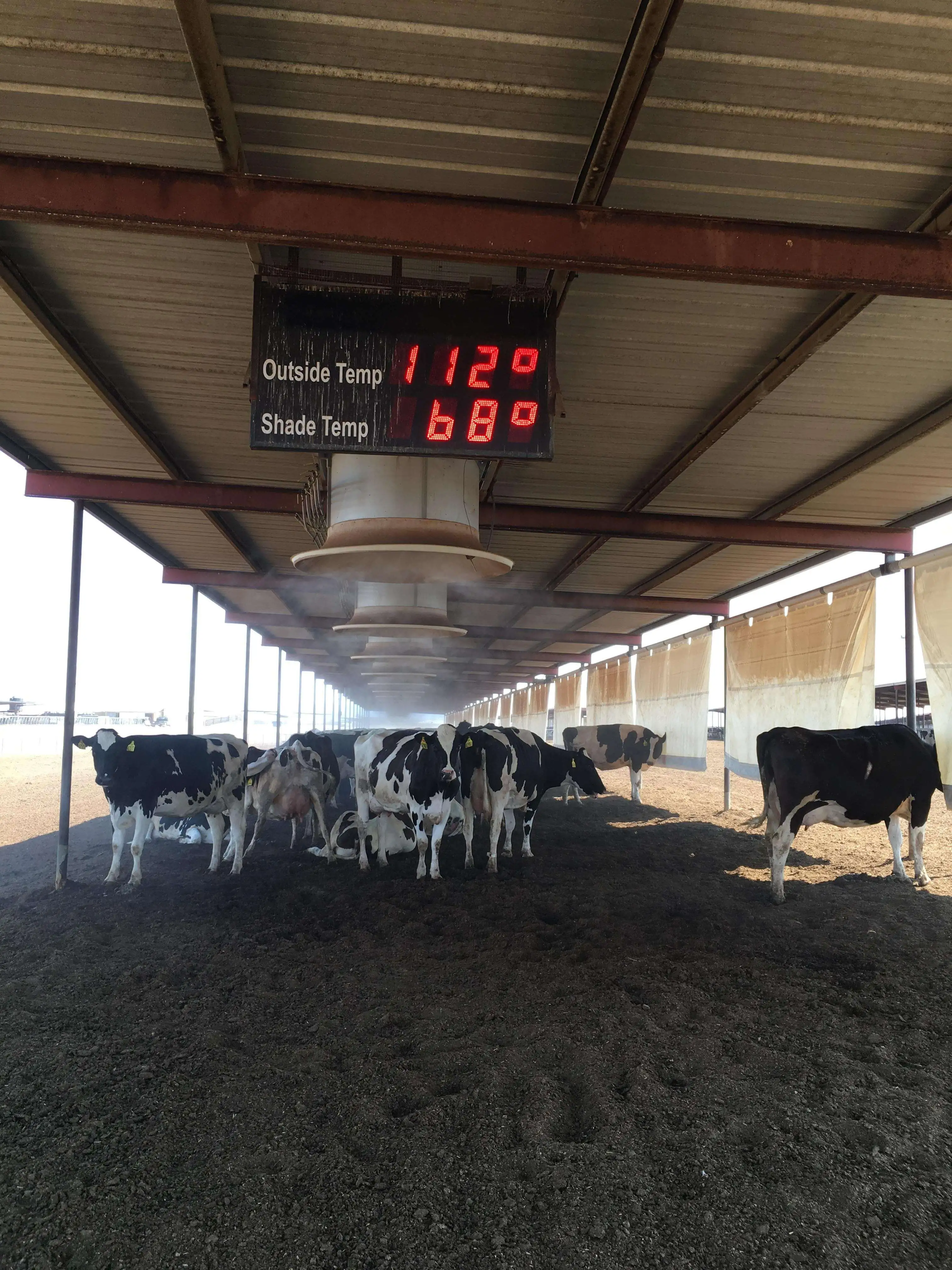 How Dairy Farmers Care About Animal Welfare U.S. Dairy