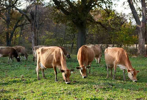 MARCOOT JERSEY CREAMERY