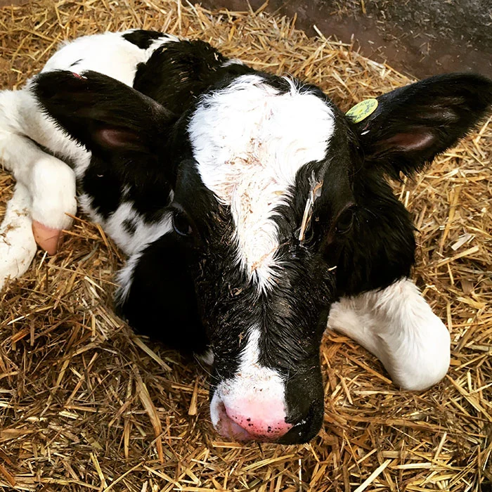 081619_Abbey-Copenhaver_calf_700x450